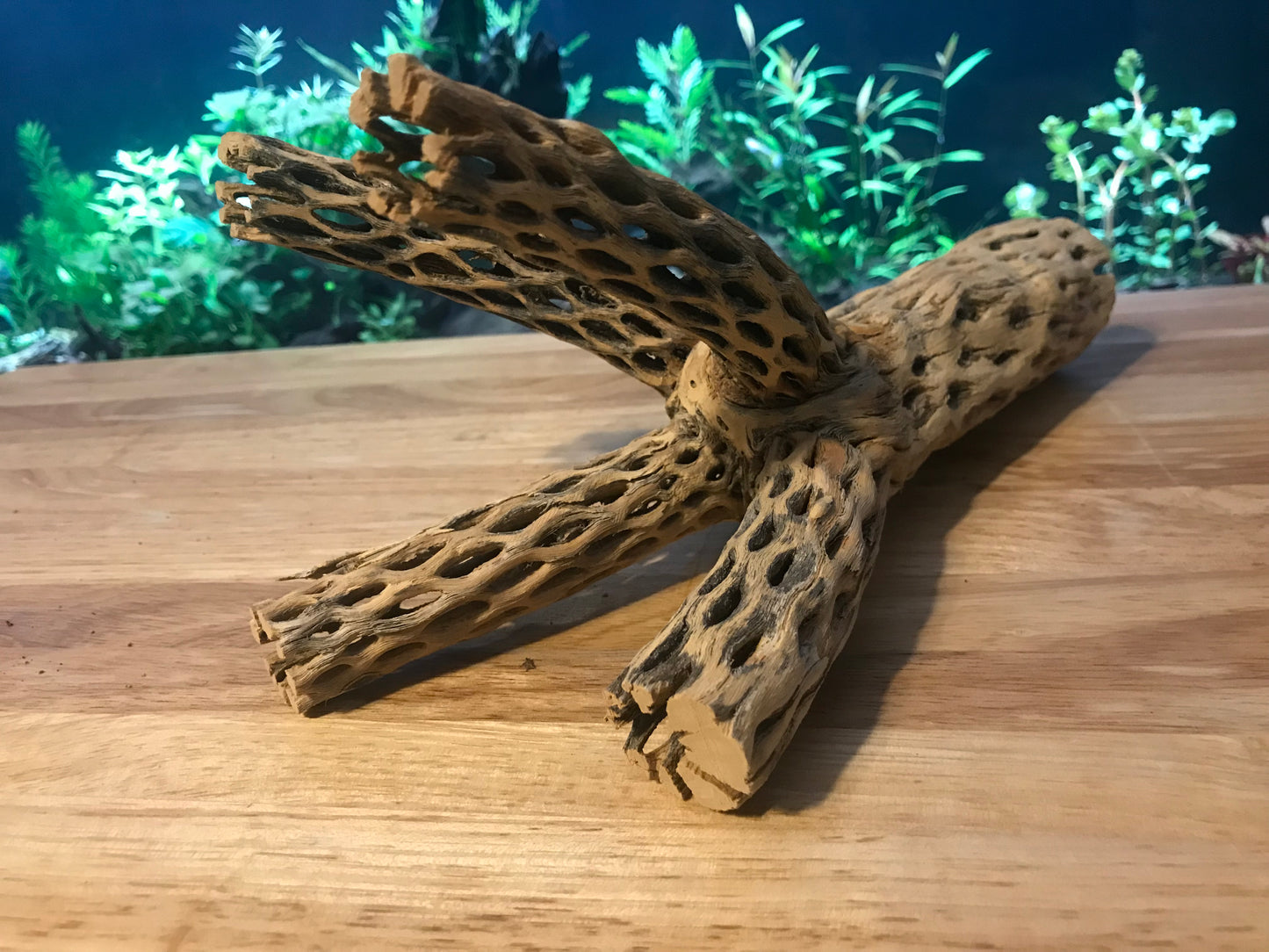 Unique Cholla Wood #2