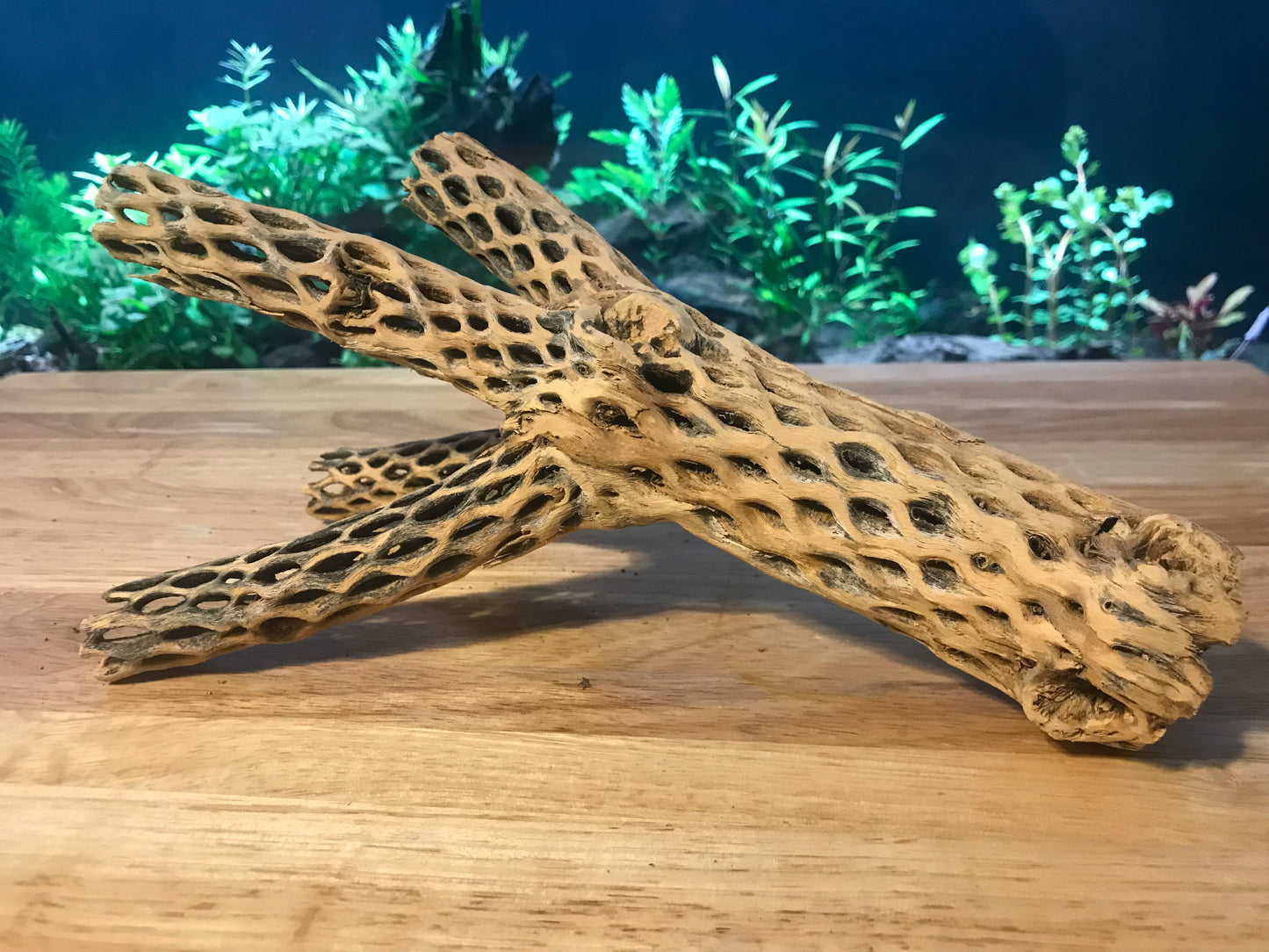 Unique Cholla Wood #2