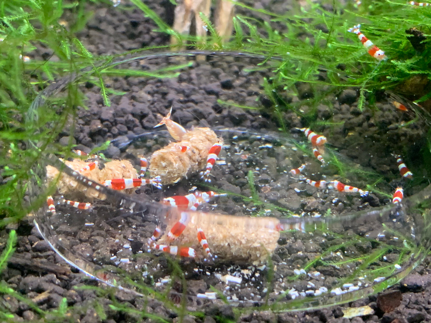 Barley Pellets - Shrimp Food