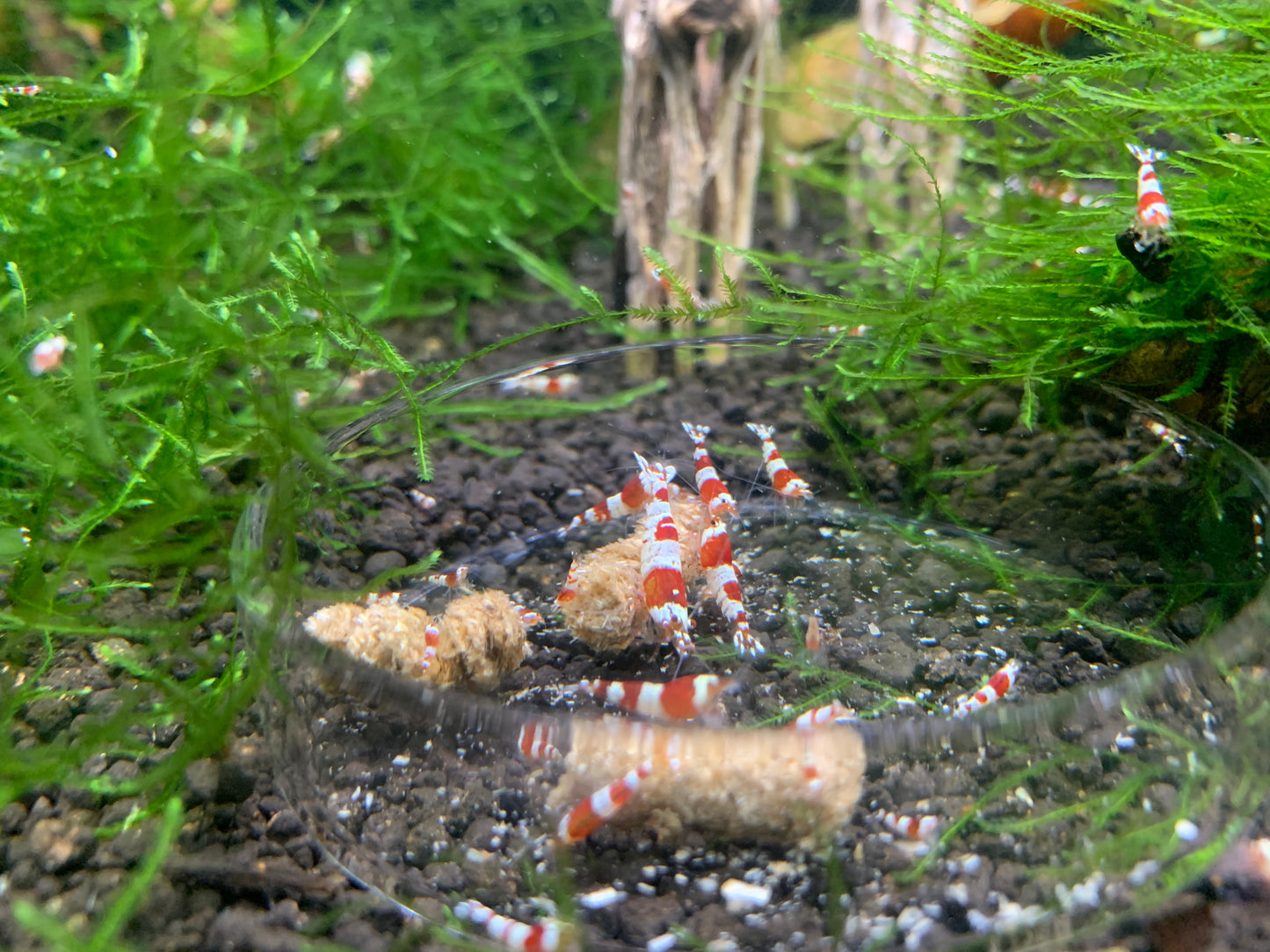 Barley Pellets - Shrimp Food