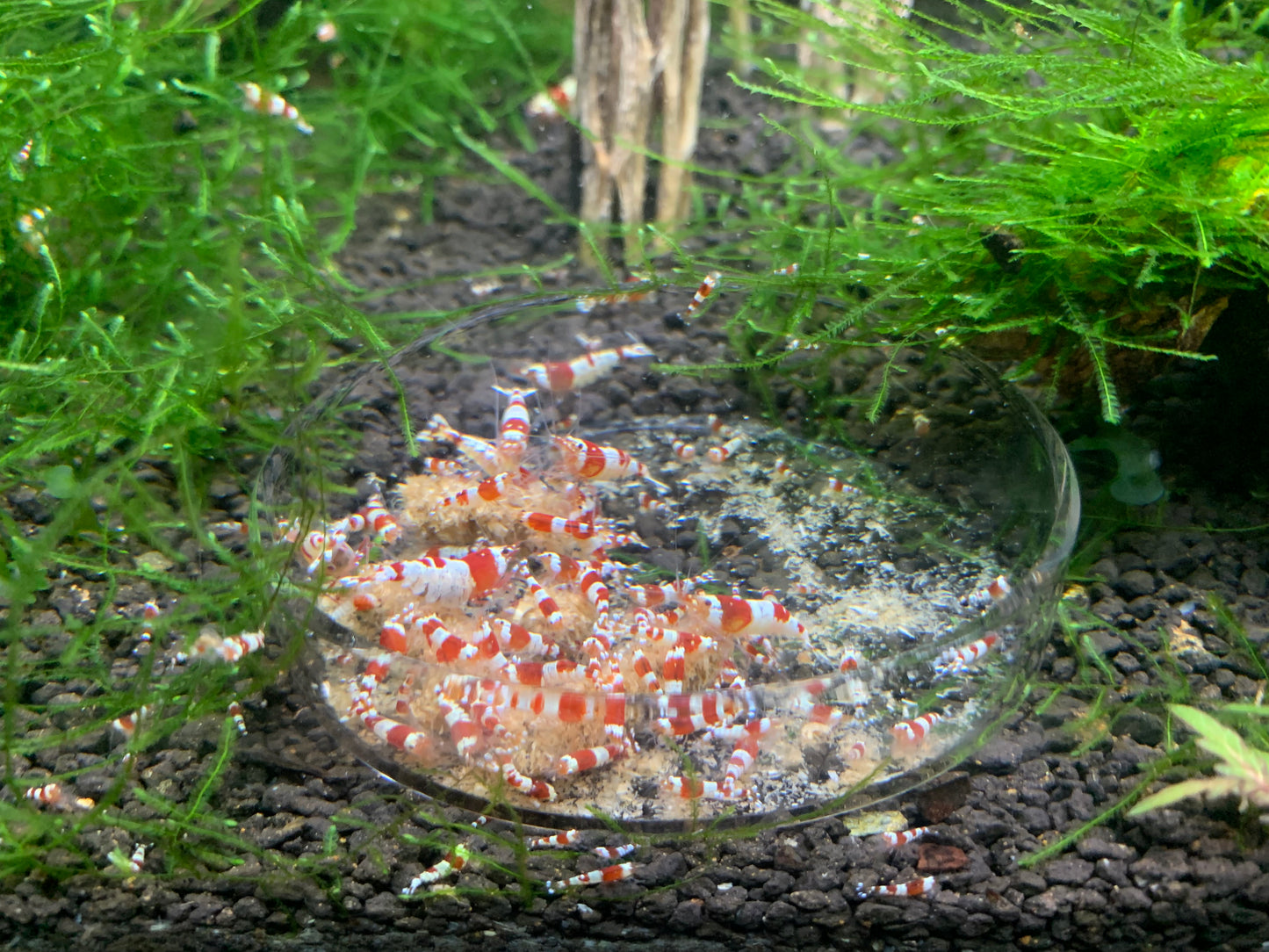 Barley Pellets - Shrimp Food