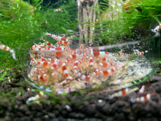 Barley Pellets - Shrimp Food
