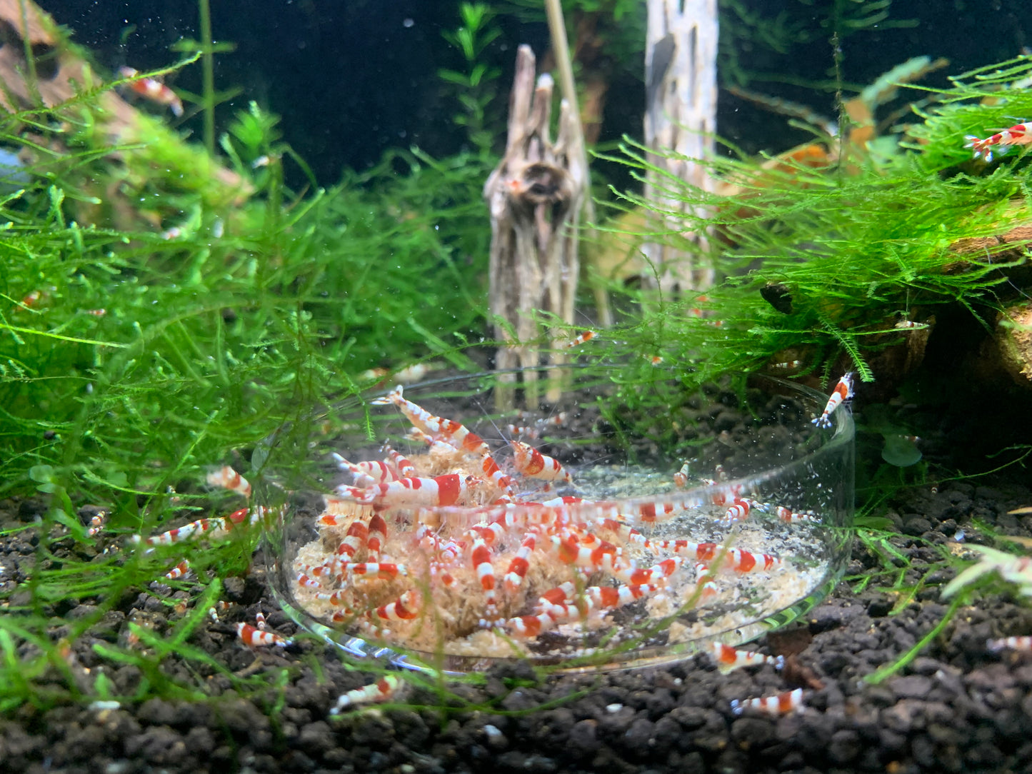 Barley Pellets - Shrimp Food