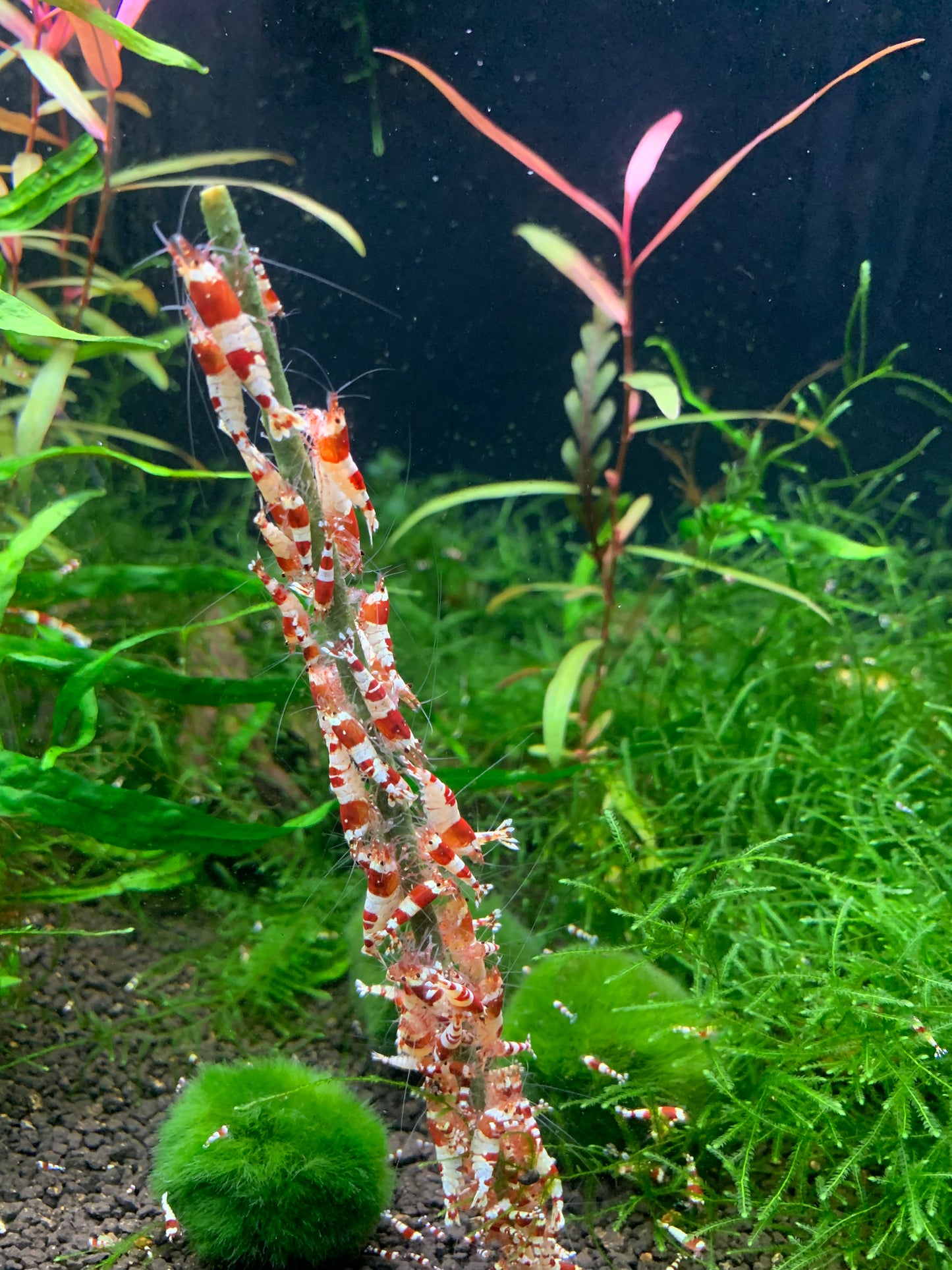 Shrimp Lollies Variety (12 Sticks)
