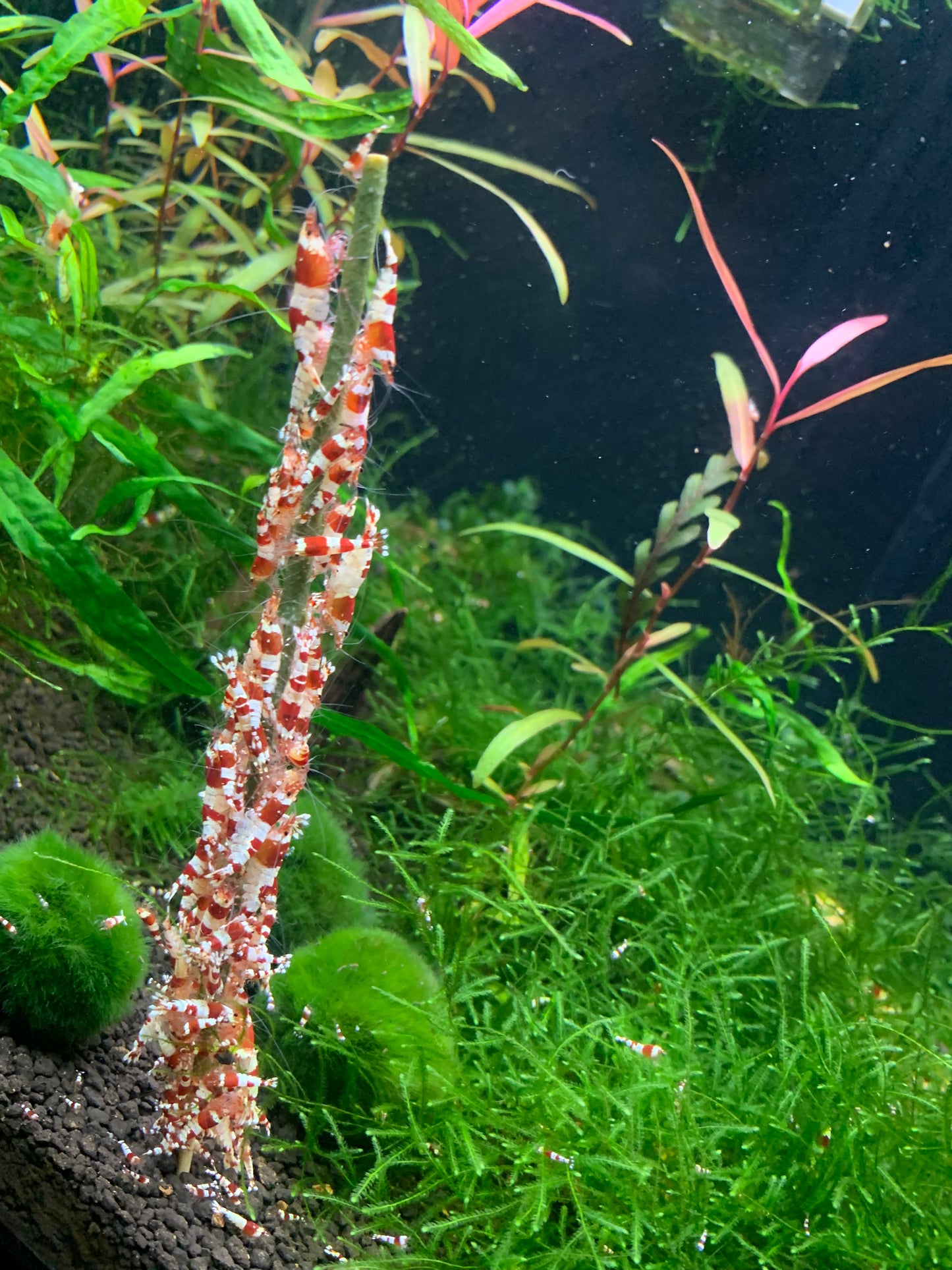 Shrimp Lollies Variety (12 Sticks)