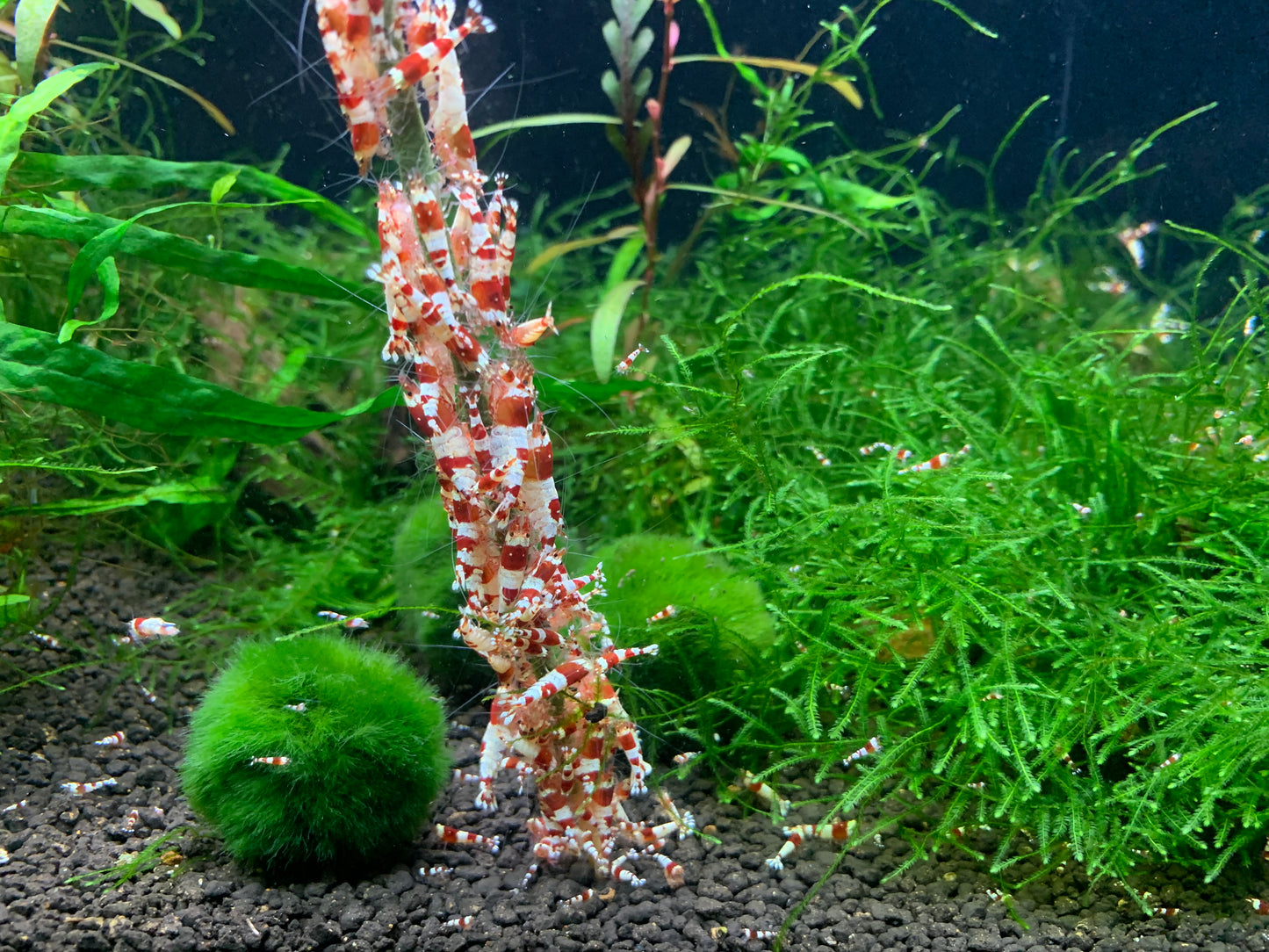 Shrimp Lollies Variety (12 Sticks)