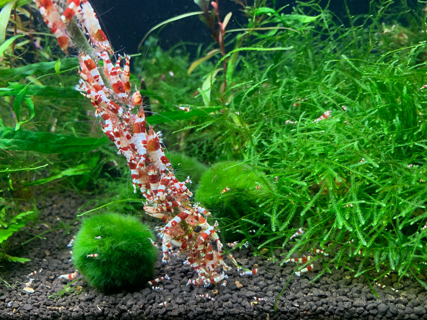 Shrimp Lollies Variety (12 Sticks)
