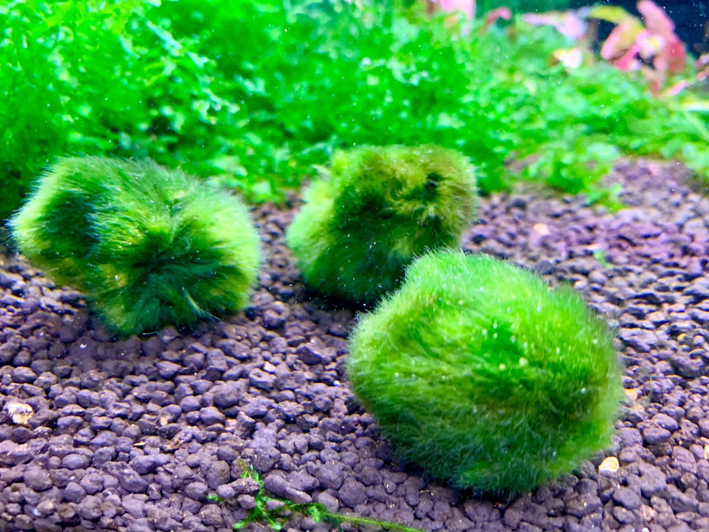 Moss Balls ~ 3.5-4cm
