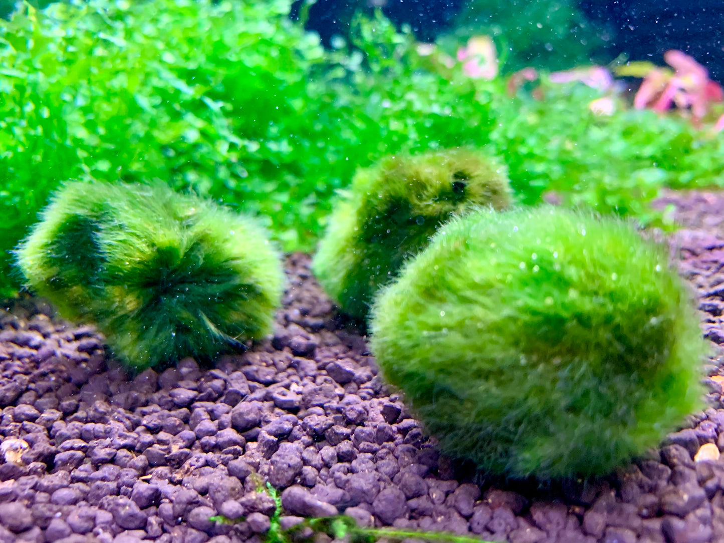 Moss Balls ~ 3.5-4cm