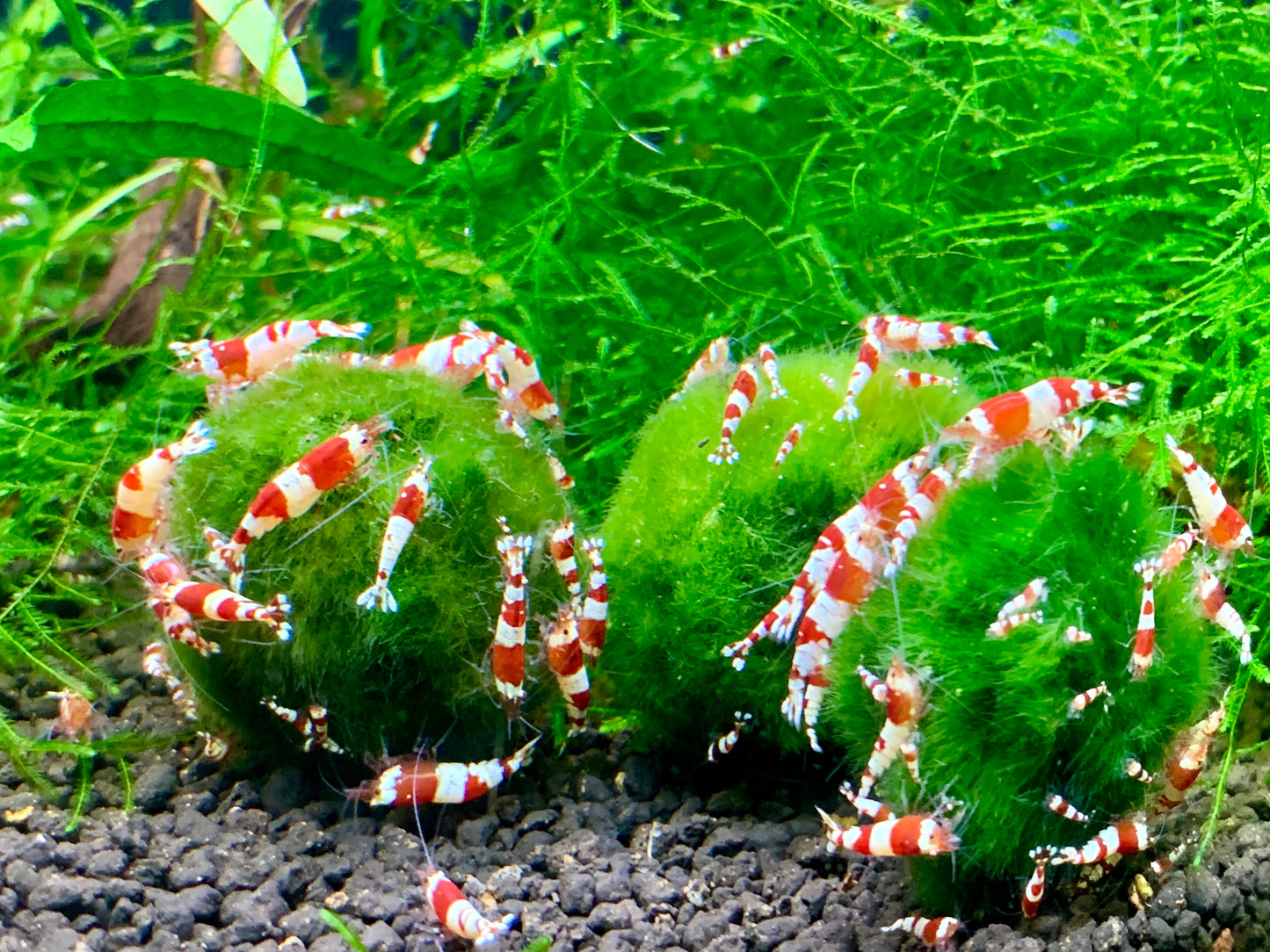 Moss Balls ~ 3.5-4cm