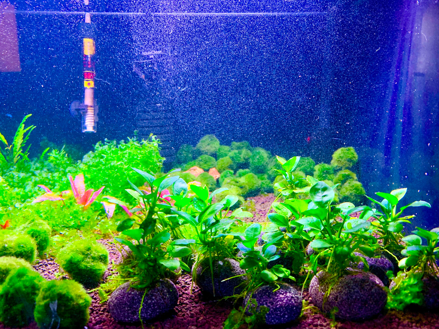 Moss Balls ~ 3.5-4cm