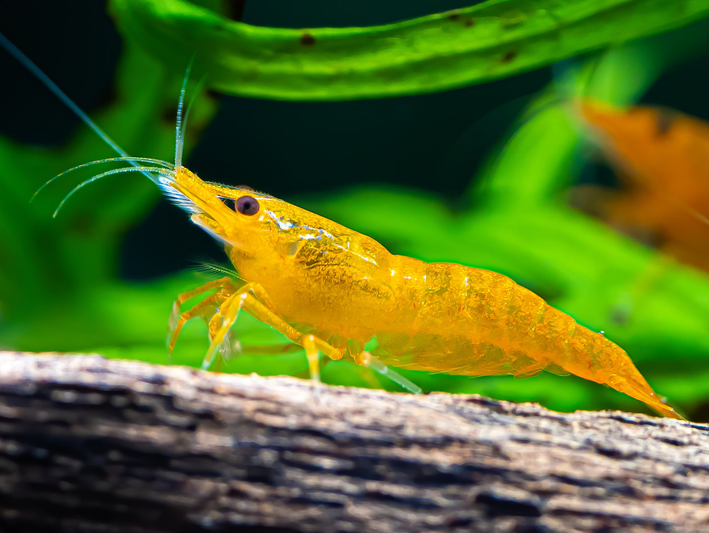 Orange Sakura Shrimp