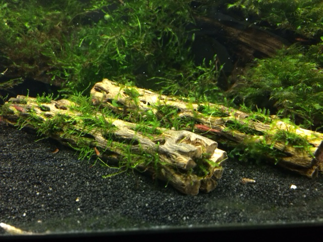 3 Cholla Wood Nano Pieces