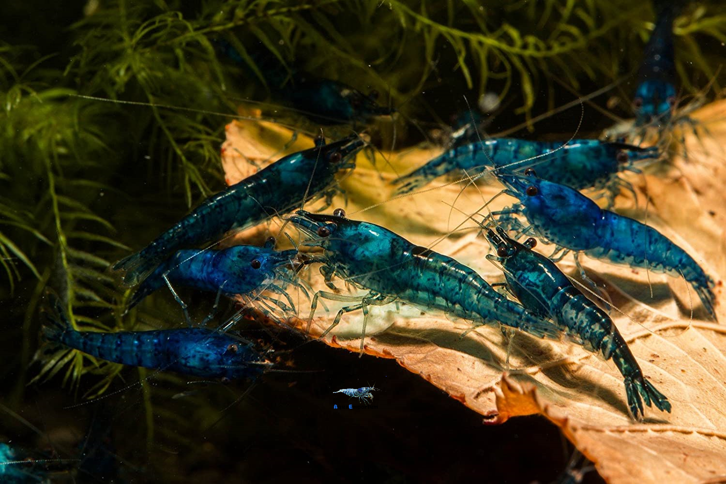 Blue Dream Shrimp