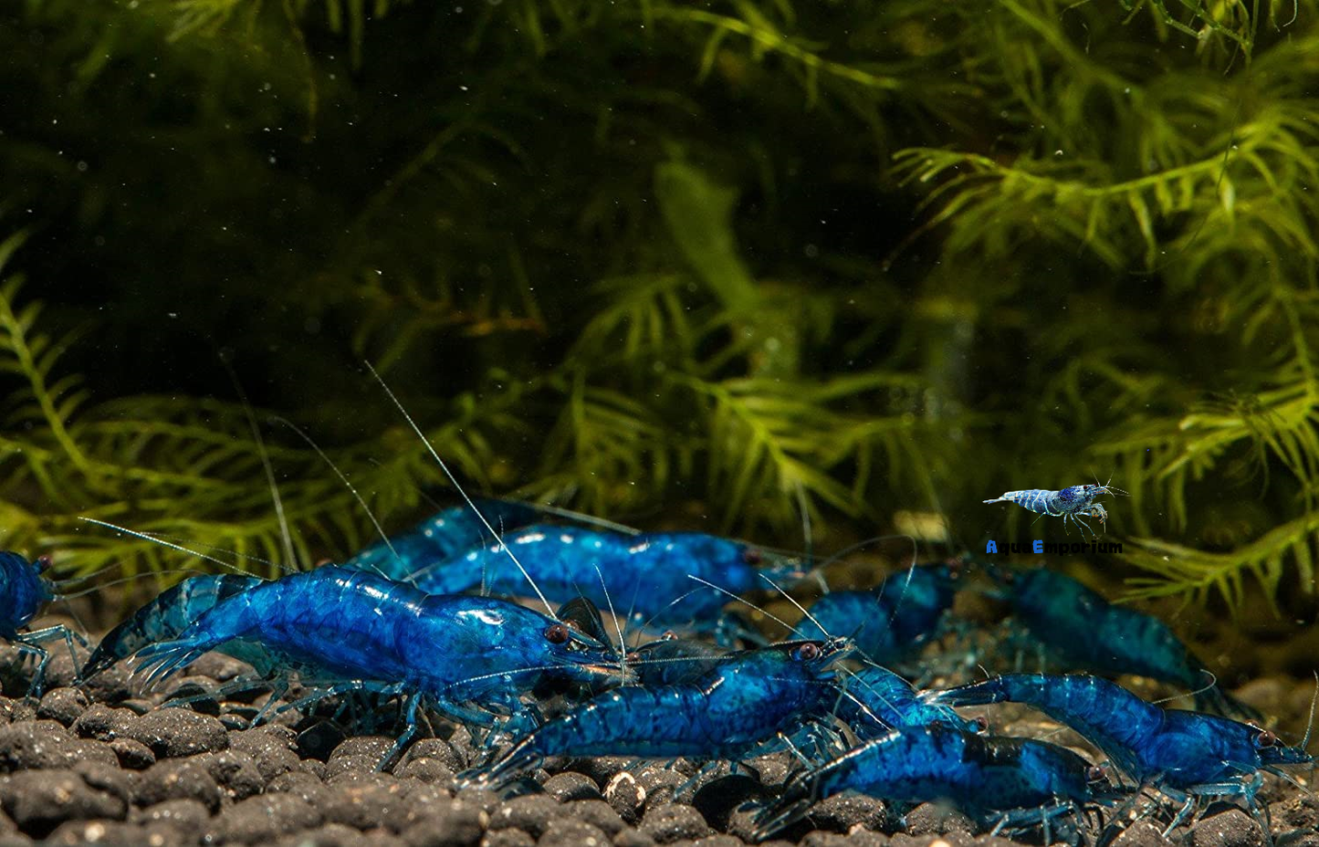 Blue Dream Shrimp