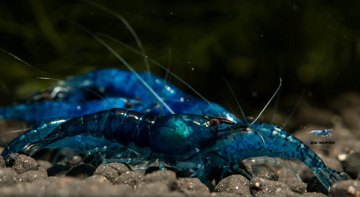Blue Dream Shrimp