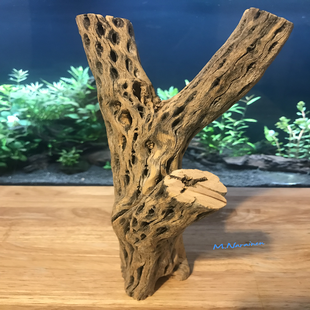 Unique Cholla Wood #1