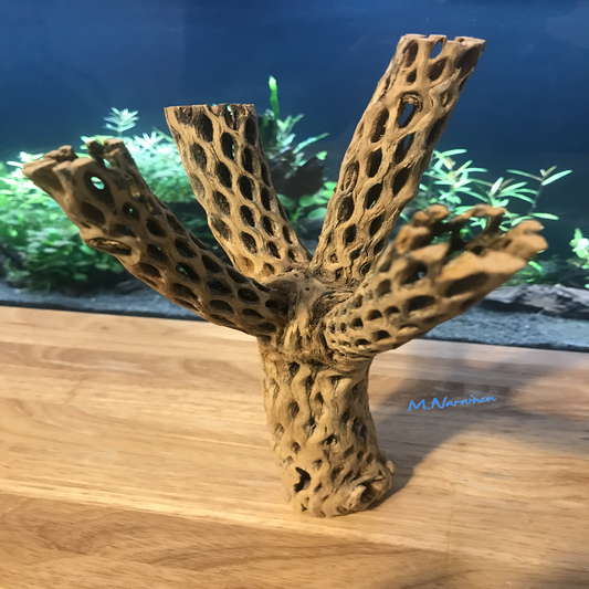 Unique Cholla Wood #2