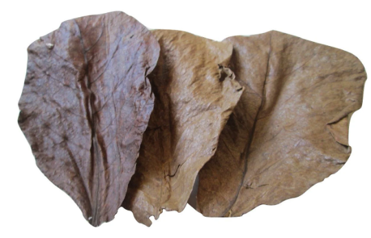 Indian Almond Leaves Nano