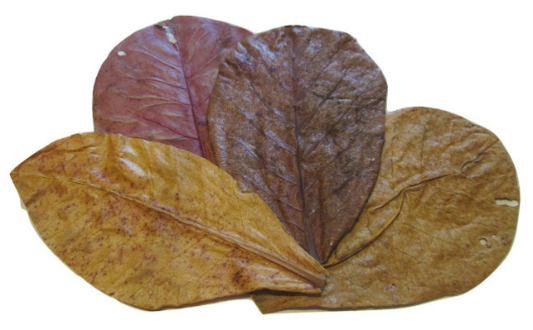 Indian Almond Leaves