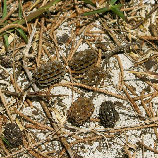 25 Filao Cones