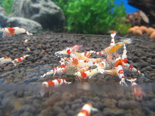 Clear Glass Shrimp Feeder Dish