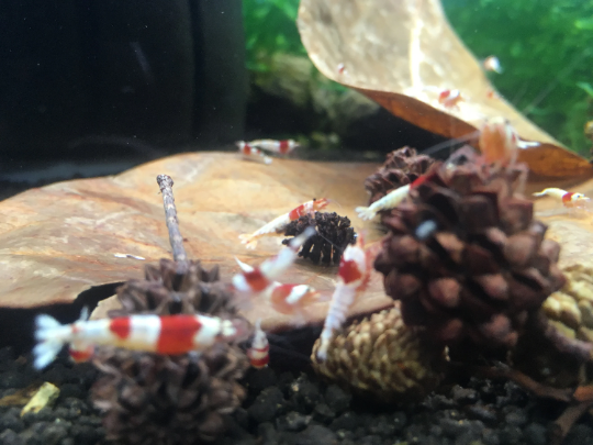 Indian Almond Leaves Nano