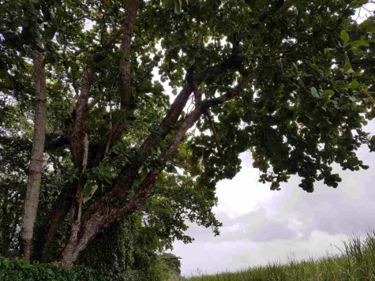 Indian Almond Leaves Nano