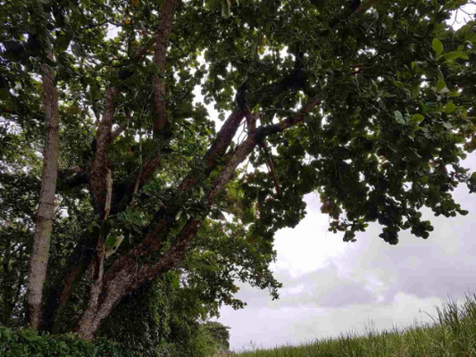 Indian Almond Leaves Nano