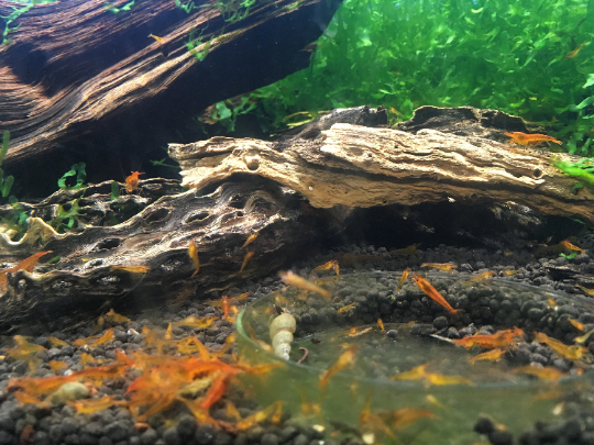 Clear Glass Shrimp Feeder Dish
