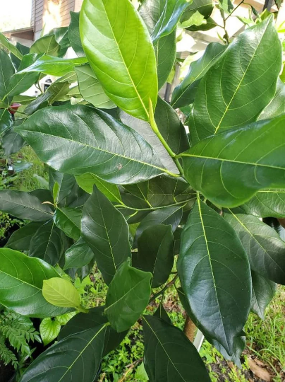 Jackfruit Leaves