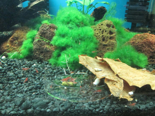 Clear Glass Shrimp Feeder Dish