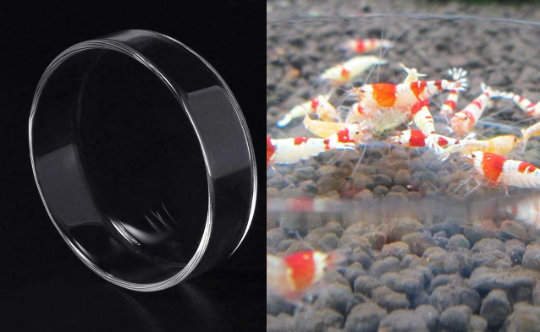 Clear Glass Shrimp Feeder Dish