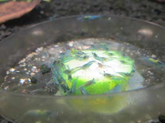 Clear Glass Shrimp Feeder Dish