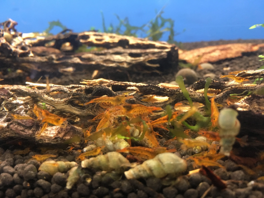 10 Tangerine Tiger Shrimps