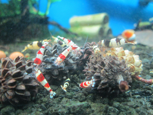25 Filao Cones