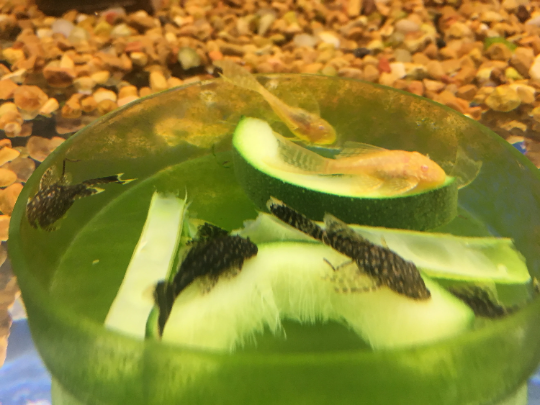 Clear Glass Shrimp Feeder Dish