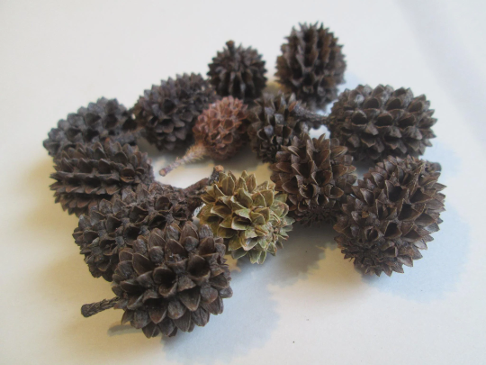 25 Filao Cones