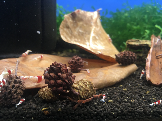 Indian Almond Leaves Nano