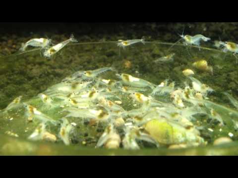 10 Snowball Shrimps