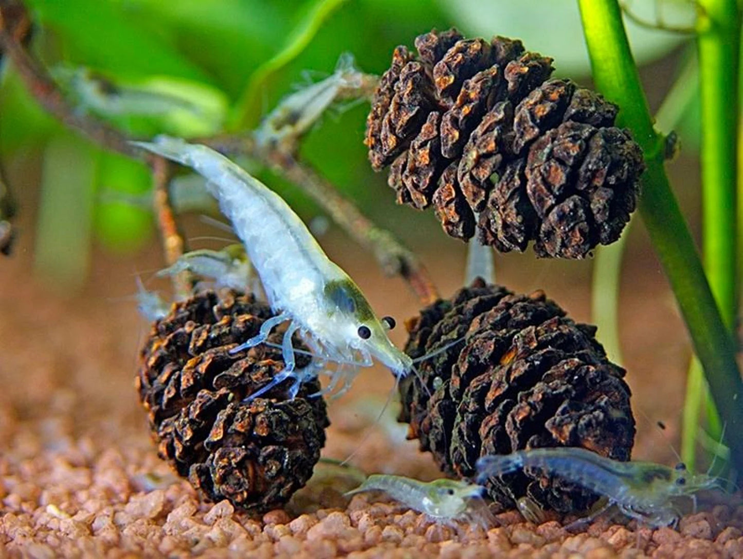Alder Cones