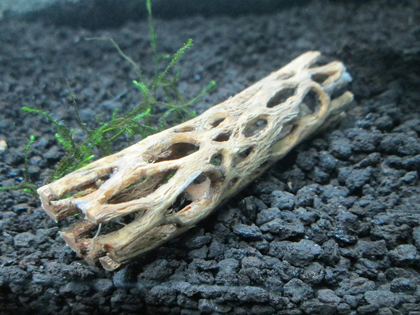3 Cholla Wood Nano Pieces