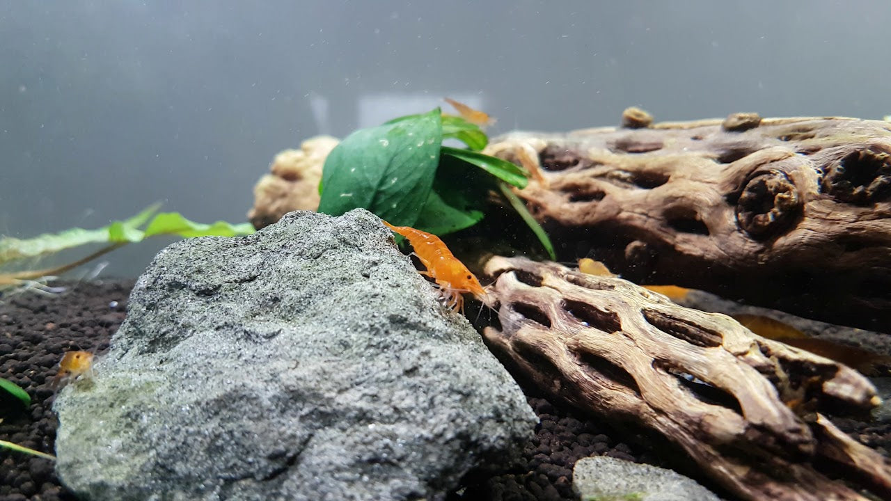 3 Cholla Wood Nano Pieces