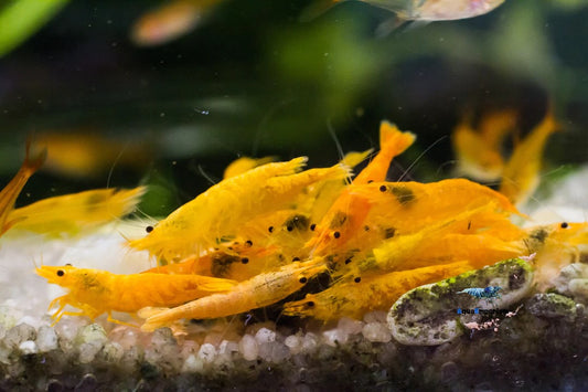 Orange Sakura Shrimp