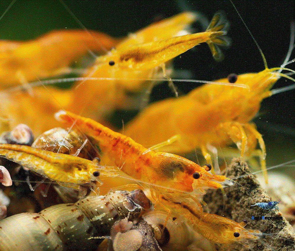Orange Sakura Shrimp